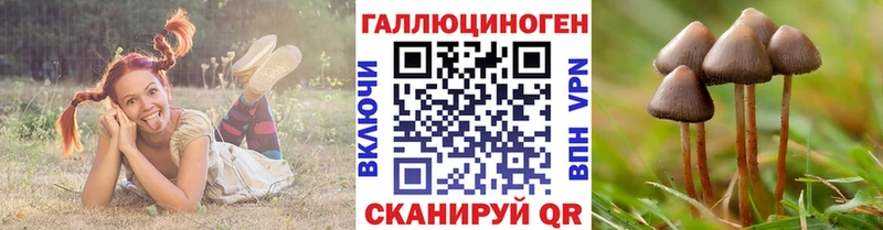 дарнет шоп  Карачев  Псилоцибиновые грибы Psilocybine cubensis 